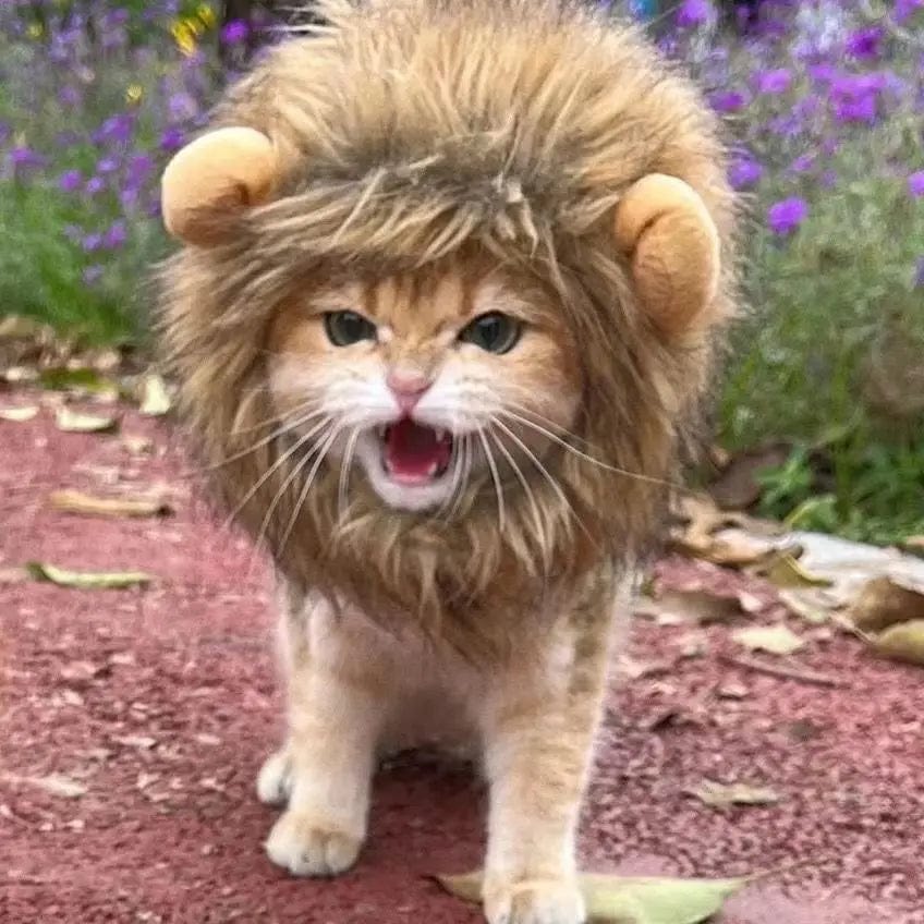 Snuffele Snouts Leuk Leeuwen Kostuum Cute Lion Costume
